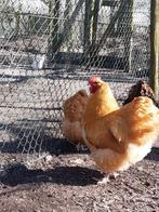 grote orpington kippen broedeieren, Dieren en Toebehoren, Pluimvee, Geslacht onbekend, Kip