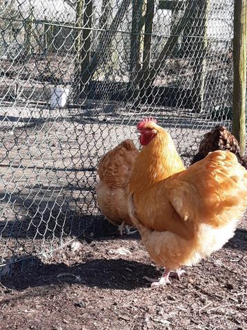 grote orpington kippen broedeieren beschikbaar voor biedingen