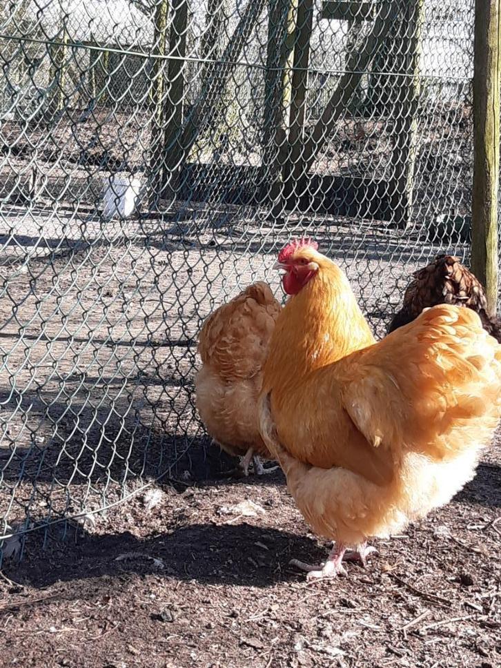 grote orpington kippen broedeieren, Dieren en Toebehoren, Pluimvee, Kip, Geslacht onbekend