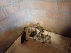 6 Jonge loopeenden te koop 10 euro per eend of alle  6 voor, Dieren en Toebehoren, Pluimvee, Geslacht onbekend, Eend