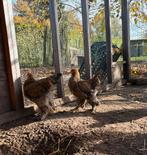 Brahma goudpatrijs hennen, Dieren en Toebehoren, Pluimvee