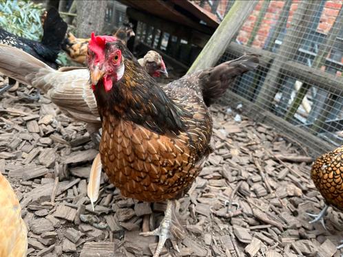 Kippen hennen, Dieren en Toebehoren, Pluimvee