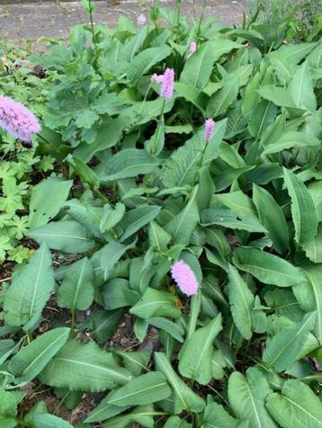 persicaria plantjes beschikbaar voor biedingen