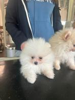Mooie mini pomeriaan puppy’s bear face, Dieren en Toebehoren, België, Particulier, Keeshond, CDV (hondenziekte)