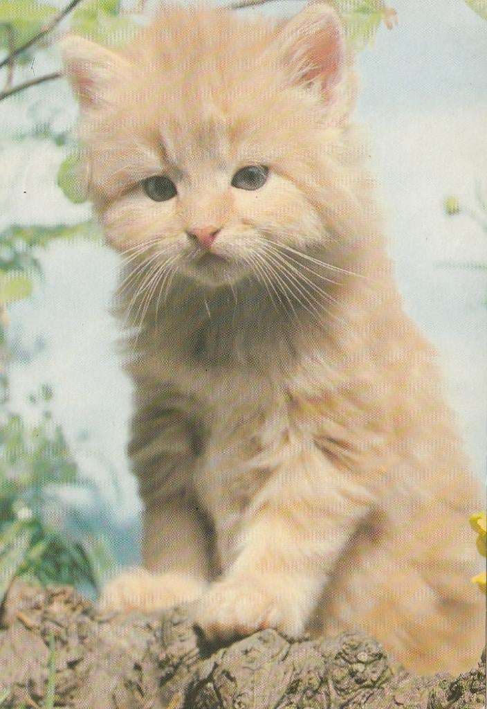 KAT   9, Collections, Cartes postales | Animaux, Envoi, Non affranchie, Chien ou Chat