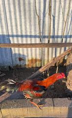 Shamo haan, Dieren en Toebehoren, Pluimvee