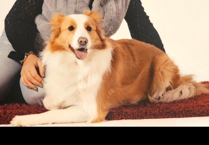 Bordee collie puppy's, Dieren en Toebehoren, Dierenvoeding, Hond, Ophalen