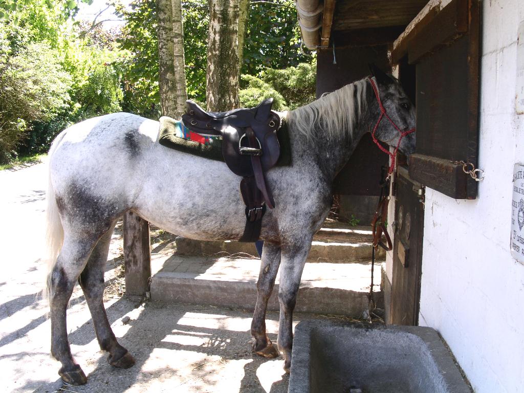 Selle de randonnée à cheval Podium, Dieren en Toebehoren, Paarden en Pony's | Zadels, Ophalen, Gebruikt, Overige soorten