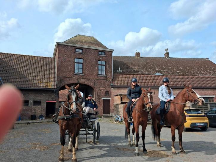 Franche montagne 4 ans, Animaux & Accessoires, Chevaux