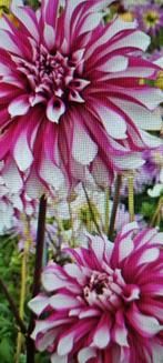 Dahlia radegast, Ophalen of Verzenden, Voorjaar, Volle zon, Bloembol