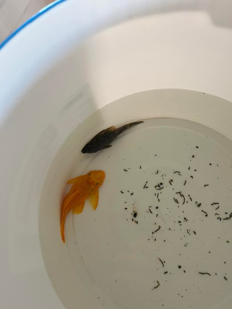 Ancistrus, Animaux & Accessoires, Poissons | Poissons d'aquarium