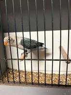 agapornide fischerie 2026, Dieren en Toebehoren, Vrouwelijk, Dwergpapegaai of Agapornis, Geringd