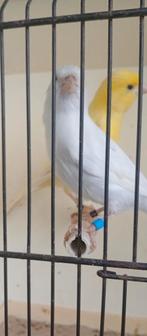 Couple canaris malinois 2025, Plusieurs animaux