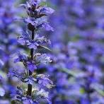 Lavendula Munstead, Enlèvement