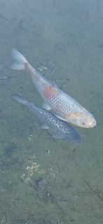 Ochiba 60-65cm handtam, Dieren en Toebehoren, Karper of Koi