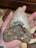 Dent de requin géante Carcharodon Megalodon 13,67 cm 5,37 po, Collections, Enlèvement ou Envoi, Fossile