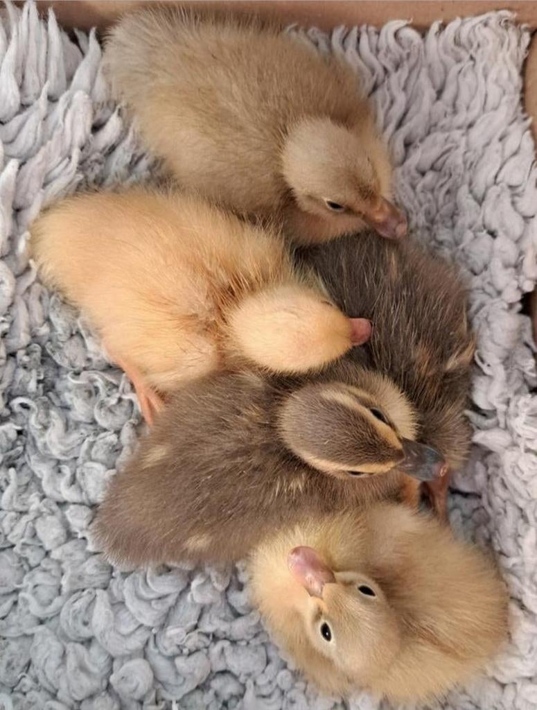 Kuikens Indische loopeenden, Dieren en Toebehoren, Pluimvee