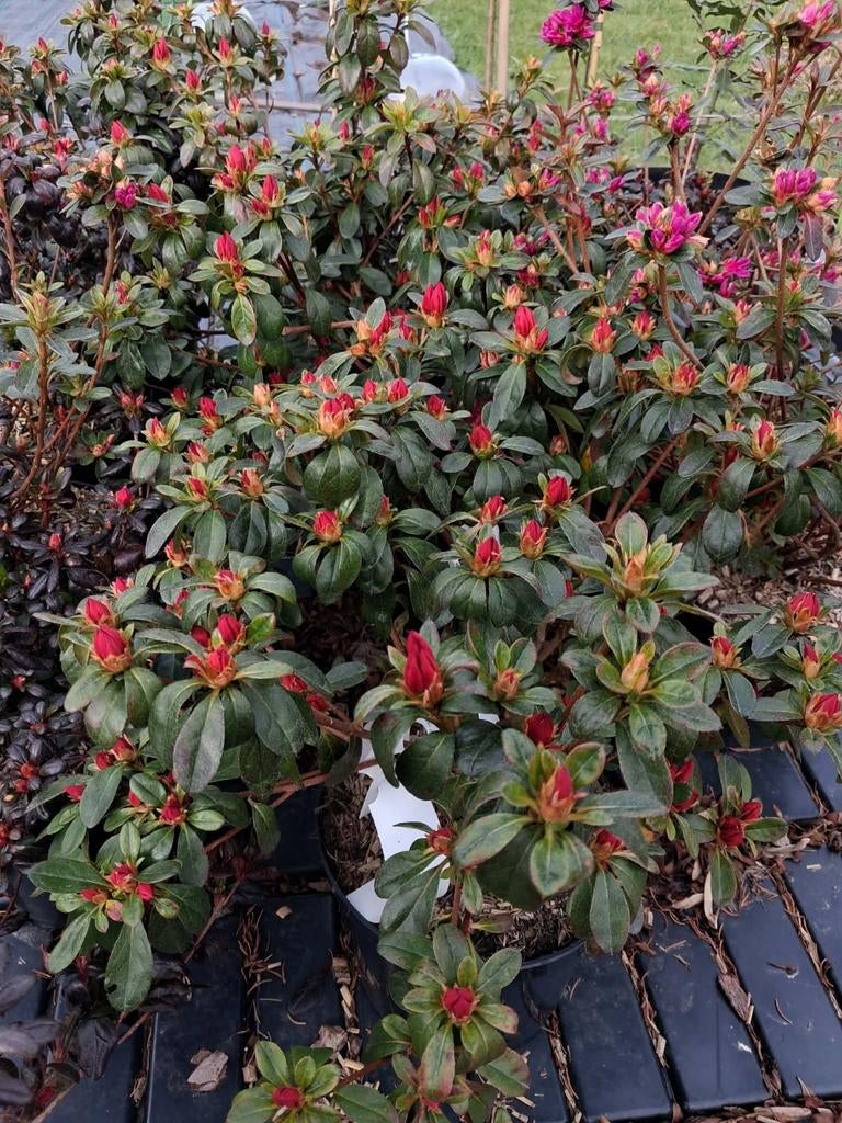 Azalea japonica, Enlèvement