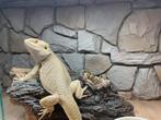 pogona vitticeps, Dieren en Toebehoren, Hagedis, Tam, 0 tot 2 jaar
