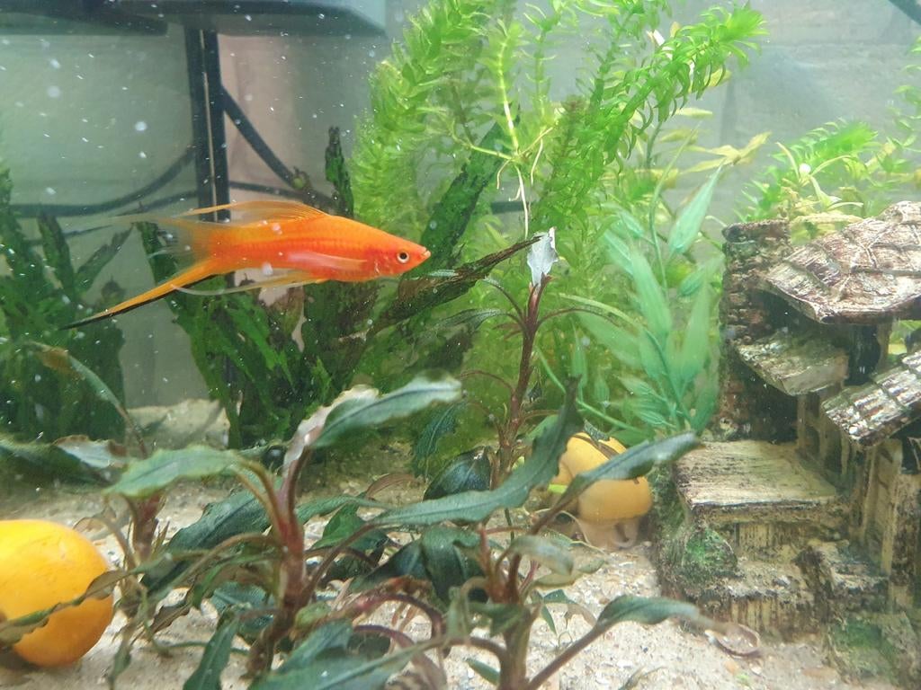 Molly Swordtail verte