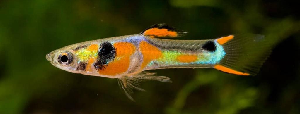 Endler guppy’s, Dieren en Toebehoren, Vis, Zoetwatervis