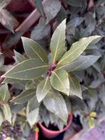 Keukenlaurier, Laurier nobilis struik laurierboom kruiden, Tuin en Terras, Planten | Tuinplanten, Ophalen, Vaste plant, Halfschaduw