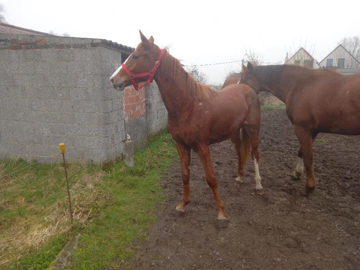 zangersheide ruin ukkie de bijoux stw z, Animaux & Accessoires, Chevaux, Hongre, Z, Moins de 160 cm, 0 à 2 ans, Cheval de saut