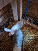 Duitse reuzen, Dieren en Toebehoren, Konijnen, Mannelijk, Groot