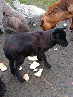 Zwart Kameroen schapenbokje