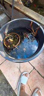 Nenuphares de bassin