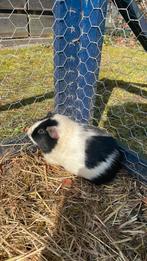 Truie cobaye, Animaux & Accessoires, Septembre, Femelle, Cobaye