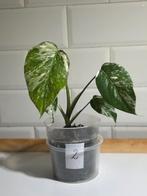 monstera deliciosa variegata, Enlèvement