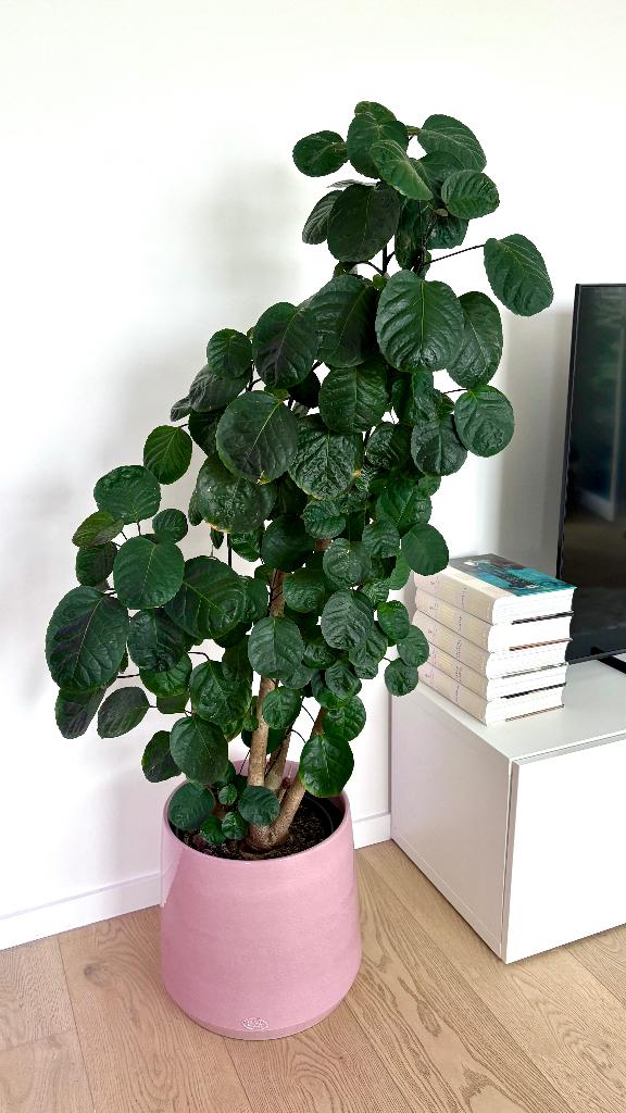 Polyscias Fabian 140 cm, Maison & Meubles, Plantes d'intérieur, Autres espèces, 100 à 150 cm, Plante verte, Enlèvement