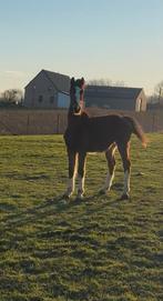 Kwpn veulen, Dieren en Toebehoren, Niet van toepassing, 0 tot 2 jaar, Hengst, Tuigpaard