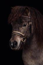 Mini shetland hengstje valk, Dieren en Toebehoren, Pony's
