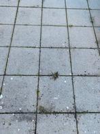 Betontegels en boordsteen gartis, Tuin en Terras, Tegels en Klinkers, Ophalen, Gebruikt, 10 m² of meer, Beton