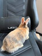 Mannetje baby konijn, Animaux & Accessoires, Lapins, Mâle, Petit, 0 à 2 ans