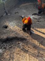 Haan brahma, Dieren en Toebehoren, Mannelijk, Kip