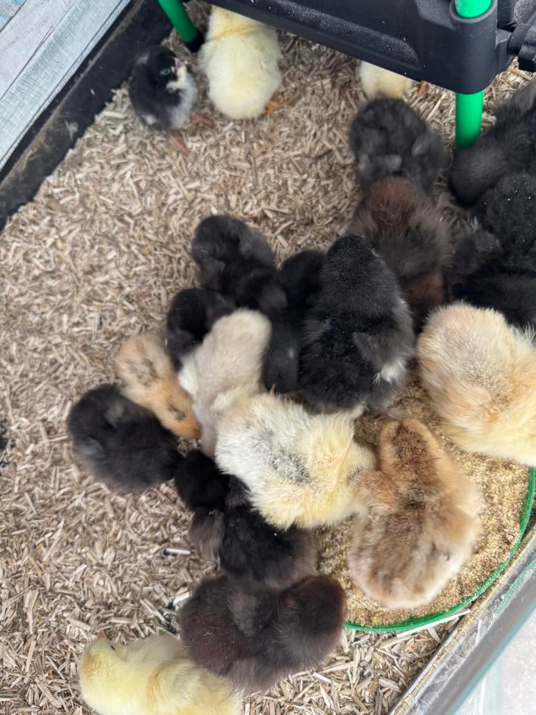 Kuikens uit kleurlegger x legsoorten, Dieren en Toebehoren, Geslacht onbekend, Kip