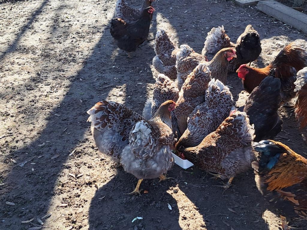 Broedeieren wyandotte goud blauw en goud zwart groothoender, Dieren en Toebehoren, Meerdere dieren, Kip