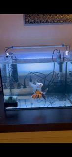 Aquarium 30l avec éclairage+thermomètre+filtre, Enlèvement, Comme neuf