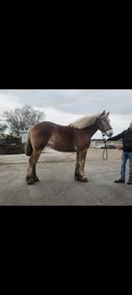 Vlampher merrie en hengst, Merrie, 175 cm of meer, 0 tot 2 jaar, Tuigpaard