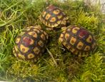 Tortues hybrides pardalis somalica/sulcata, Dieren en Toebehoren, Reptielen en Amfibieën, Schildpad, Met terrarium, 0 tot 2 jaar
