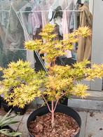 Japanse esdoorn sangokaku, Tuin en Terras, Planten | Bomen, Bloeit niet, Halfschaduw, Overige soorten, 100 tot 250 cm