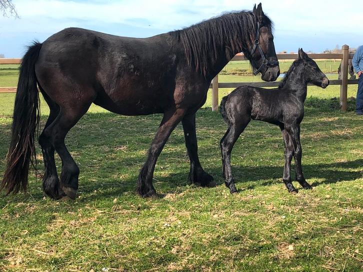 Te koop Friese merrie veulen 09/03/2026, Animaux & Accessoires, Chevaux, Jument