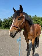 Braaf paard te koop, Dieren en Toebehoren, Springpaard, Minder dan 160 cm, Met stamboom, Ruin