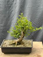 Bonsai iep, Ophalen, In pot