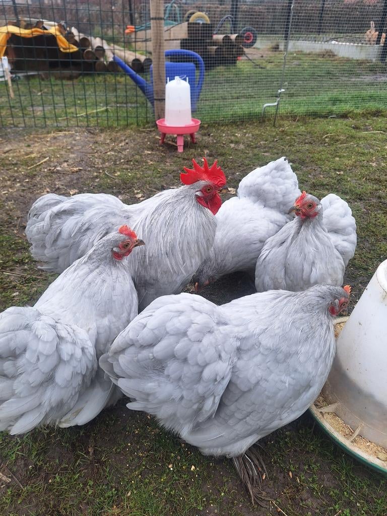 Broedeieren cochin kriel parelgrijs, Sexe inconnu, Poule ou poulet