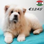 Chow Chow (crème) chiots à vendre, 15 semaines à 1 an, Hépatite contagieuse (maladie de Rubarth), Autres races, Plusieurs animaux