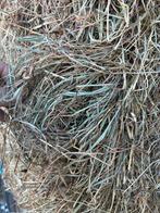Foin 1ere qualite 120/90/240, Dieren en Toebehoren, Ophalen, Vee